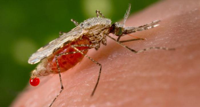La malaria è davvero così grave?